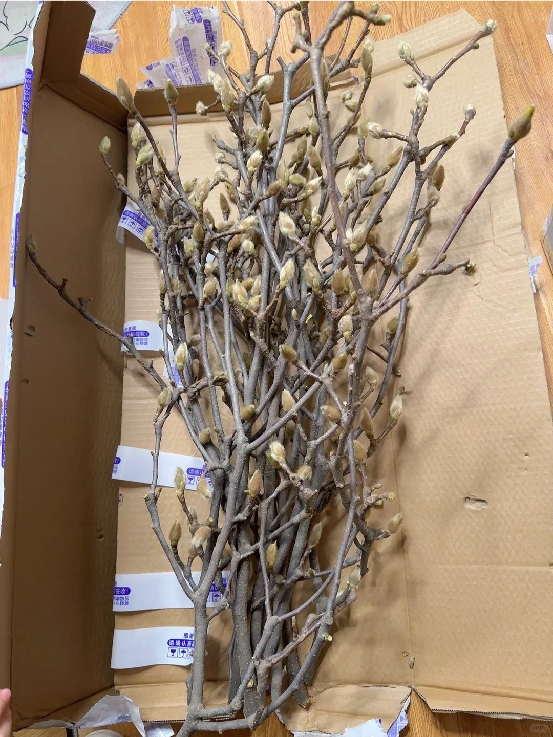 Mộc lan “đánh thức xuân”: Cành khô giá triệu đồng nở rộ, chơi được cả tháng nếu chăm đúng cách Mộc lan “đánh thức xuân”: Cành khô giá triệu đồng nở rộ, chơi được cả tháng nếu chăm đúng cách