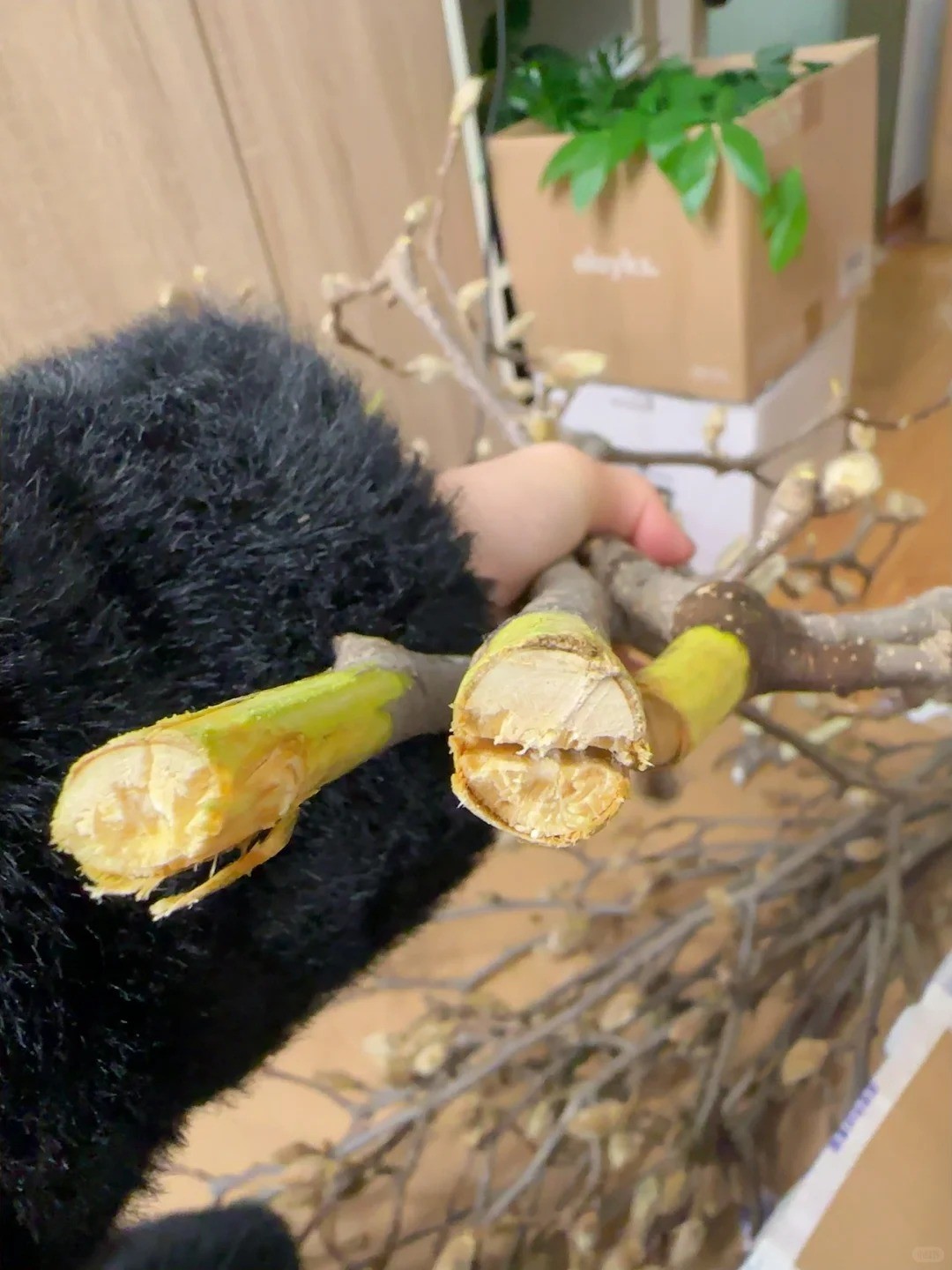 Mộc lan “đánh thức xuân”: Cành khô giá triệu đồng nở rộ, chơi được cả tháng nếu chăm đúng cách Mộc lan “đánh thức xuân”: Cành khô giá triệu đồng nở rộ, chơi được cả tháng nếu chăm đúng cách