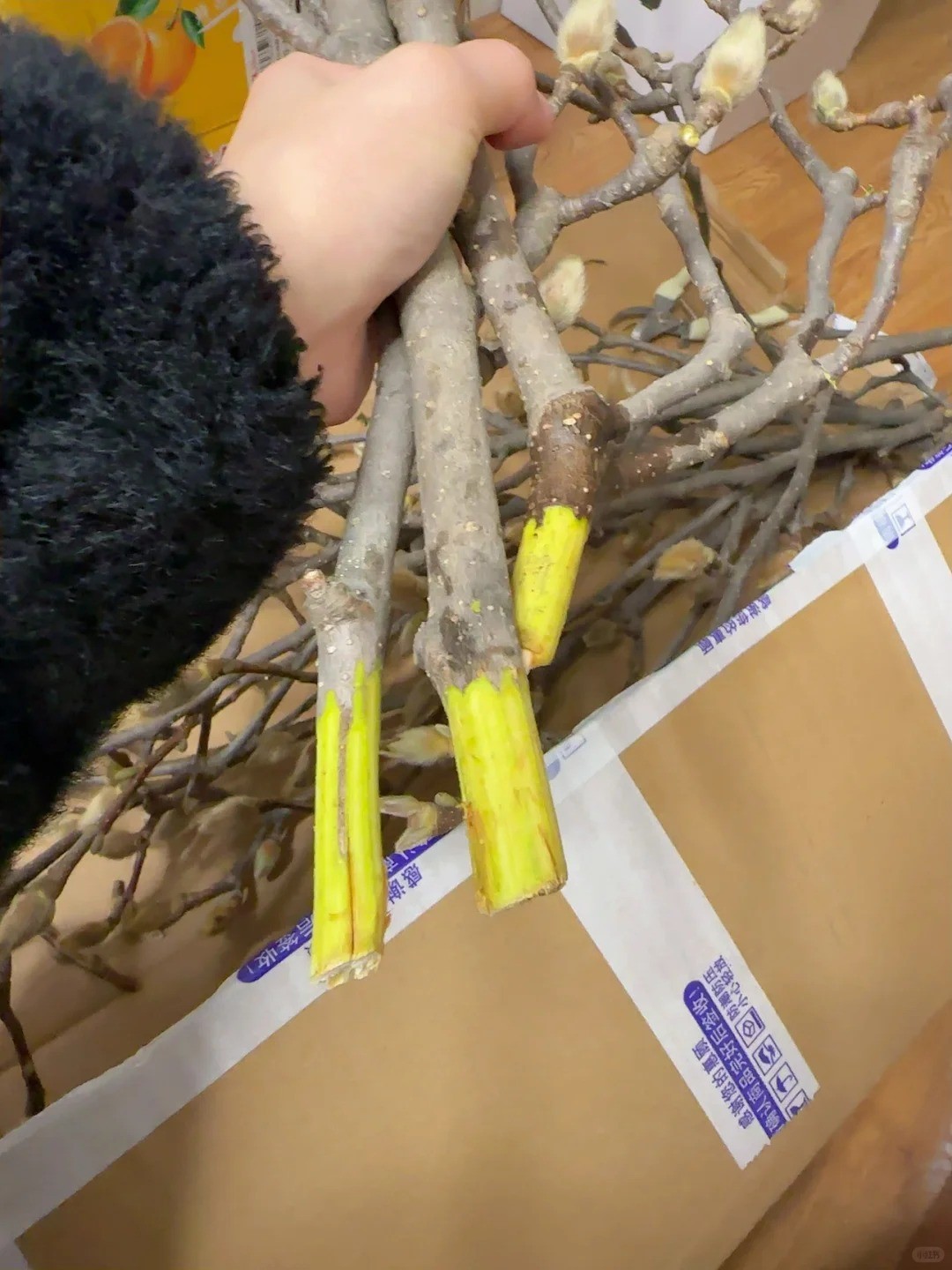 Mộc lan “đánh thức xuân”: Cành khô giá triệu đồng nở rộ, chơi được cả tháng nếu chăm đúng cách Mộc lan “đánh thức xuân”: Cành khô giá triệu đồng nở rộ, chơi được cả tháng nếu chăm đúng cách