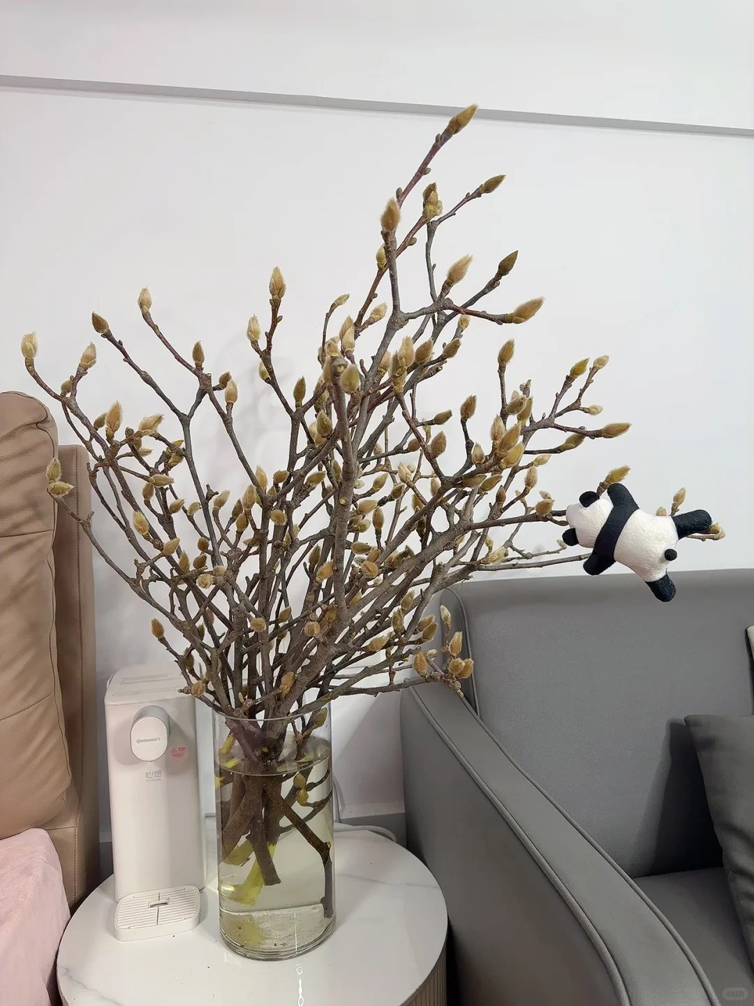 Mộc lan “đánh thức xuân”: Cành khô giá triệu đồng nở rộ, chơi được cả tháng nếu chăm đúng cách Mộc lan “đánh thức xuân”: Cành khô giá triệu đồng nở rộ, chơi được cả tháng nếu chăm đúng cách