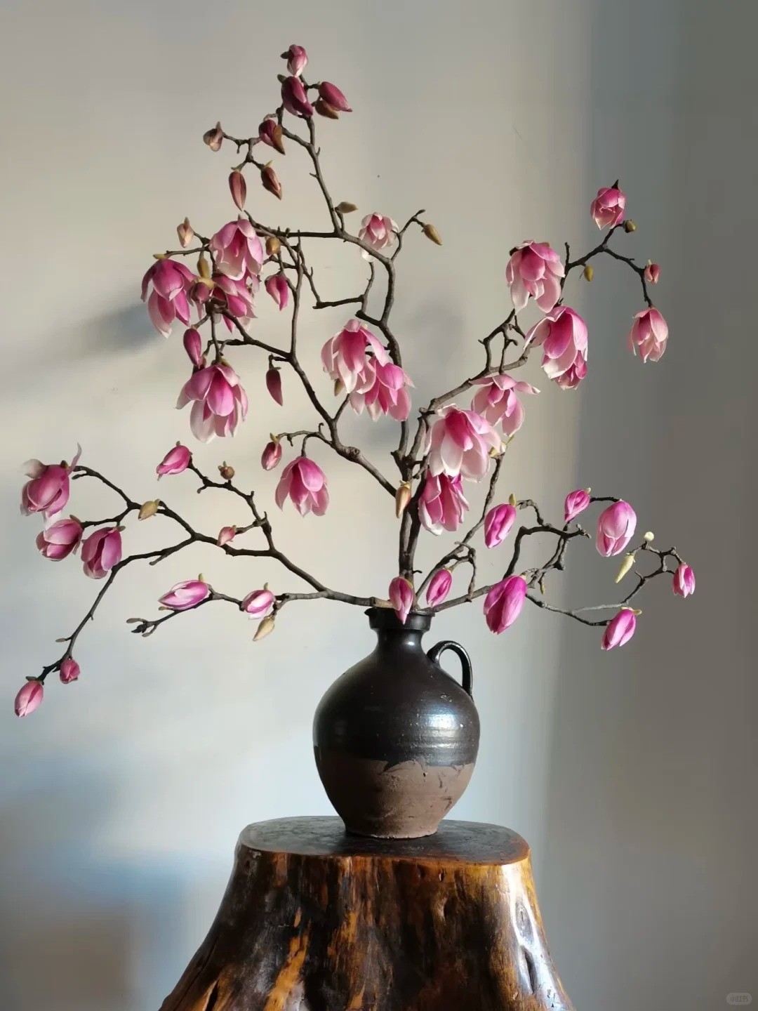 Mộc lan “đánh thức xuân”: Cành khô giá triệu đồng nở rộ, chơi được cả tháng nếu chăm đúng cách Mộc lan “đánh thức xuân”: Cành khô giá triệu đồng nở rộ, chơi được cả tháng nếu chăm đúng cách