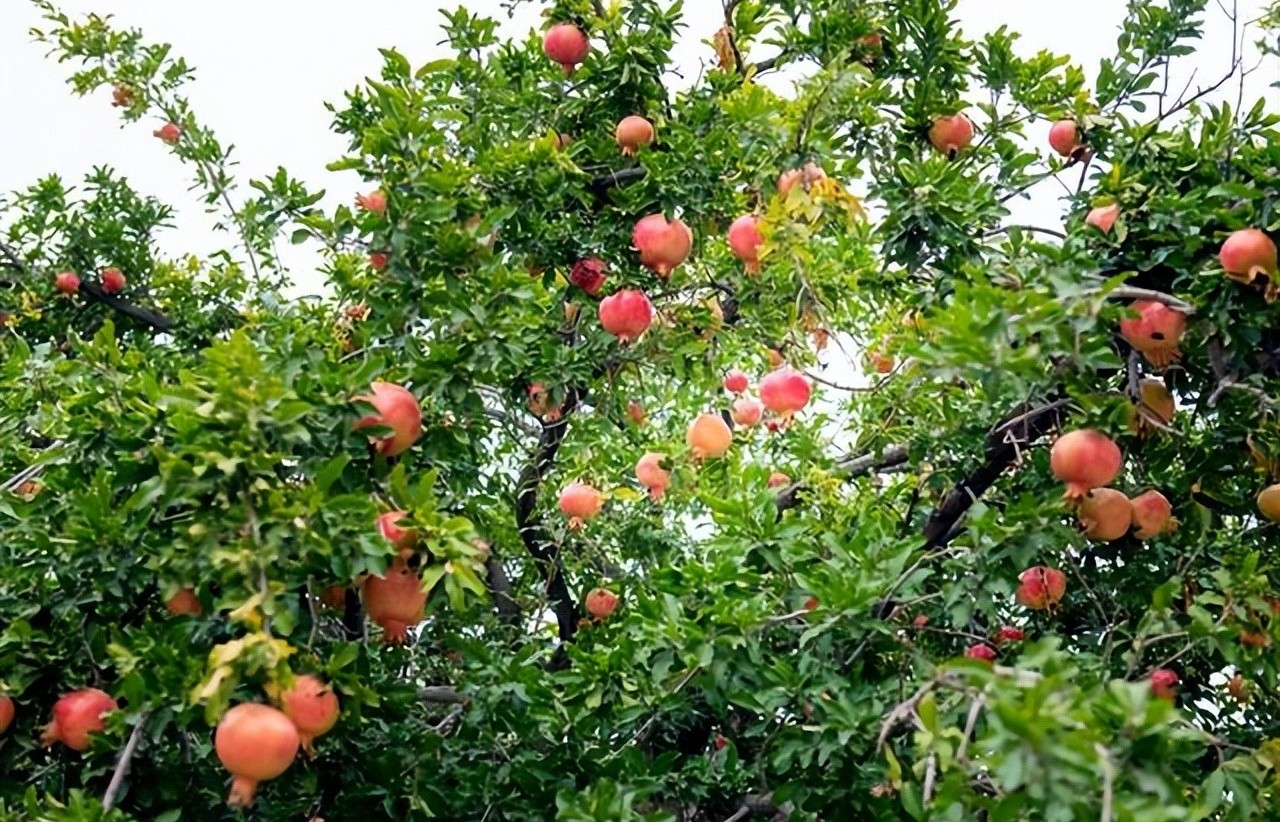 Nhà giàu xưa nay đều trồng loại cây này trước cửa: Vừa đẹp, vừa giữ của giữ phúc