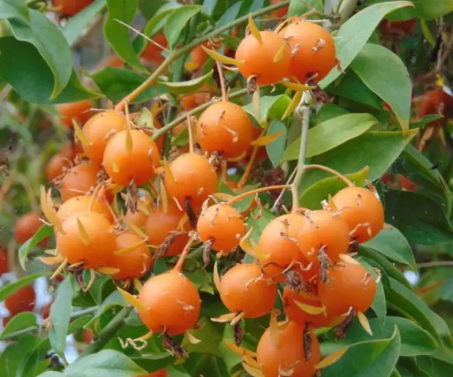 Từ cây dại đến báu vật trong nhà: Hoa đẹp, quả ngon, phong thủy tốt cho gia chủ