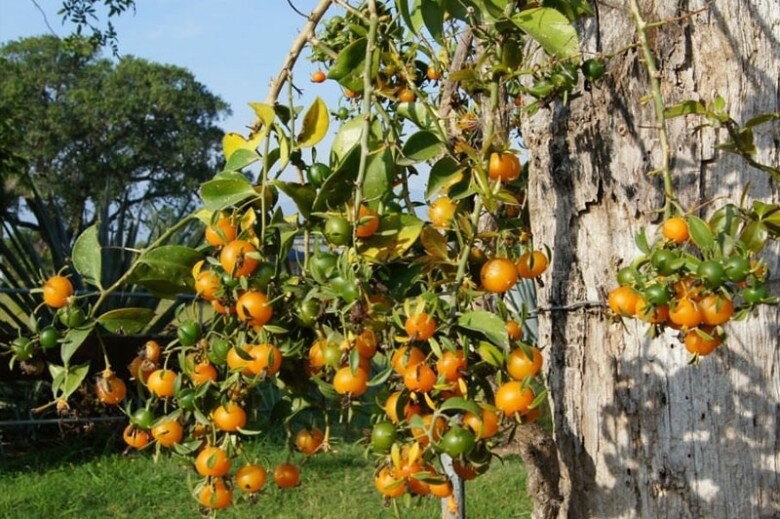 Từ cây dại đến báu vật trong nhà: Hoa đẹp, quả ngon, phong thủy tốt cho gia chủ