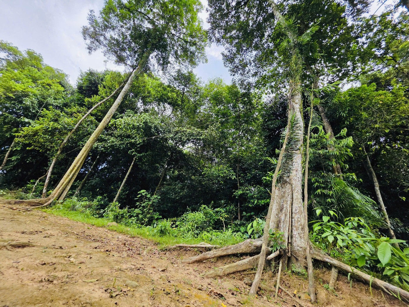 Chuyện một dòng họ gìn giữ “báu vật xanh” trăm tuổi ở Hà Tĩnh