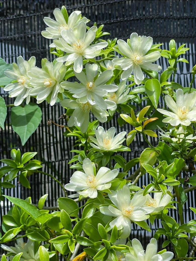 Từ cây dại đến báu vật trong nhà: Hoa đẹp, quả ngon, phong thủy tốt cho gia chủ