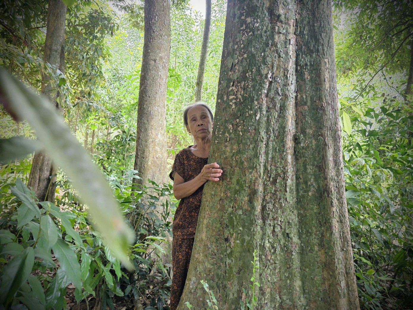 Chuyện một dòng họ gìn giữ “báu vật xanh” trăm tuổi ở Hà Tĩnh