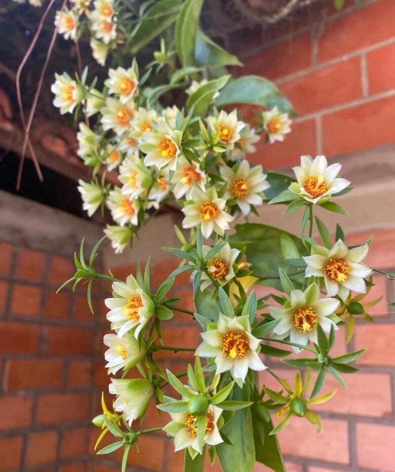 Từ cây dại đến báu vật trong nhà: Hoa đẹp, quả ngon, phong thủy tốt cho gia chủ