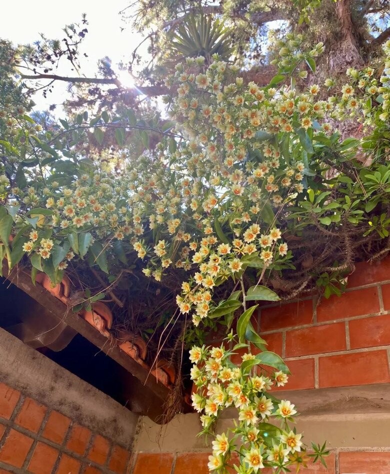 Từ cây dại đến báu vật trong nhà: Hoa đẹp, quả ngon, phong thủy tốt cho gia chủ