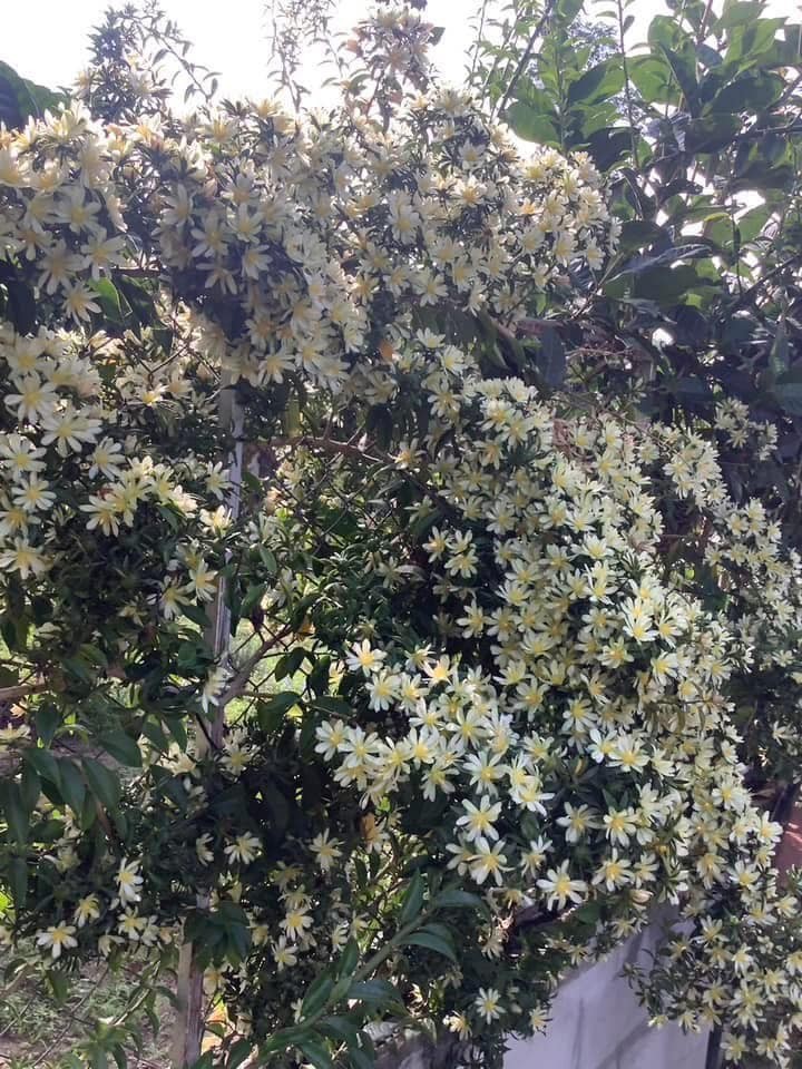 Từ cây dại đến báu vật trong nhà: Hoa đẹp, quả ngon, phong thủy tốt cho gia chủ