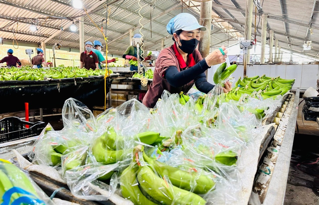 "Trái cây hạnh phúc” Việt Nam chinh phục thị trường khó tính Nhật Bản, Trung Quốc cạnh tranh ráo riết