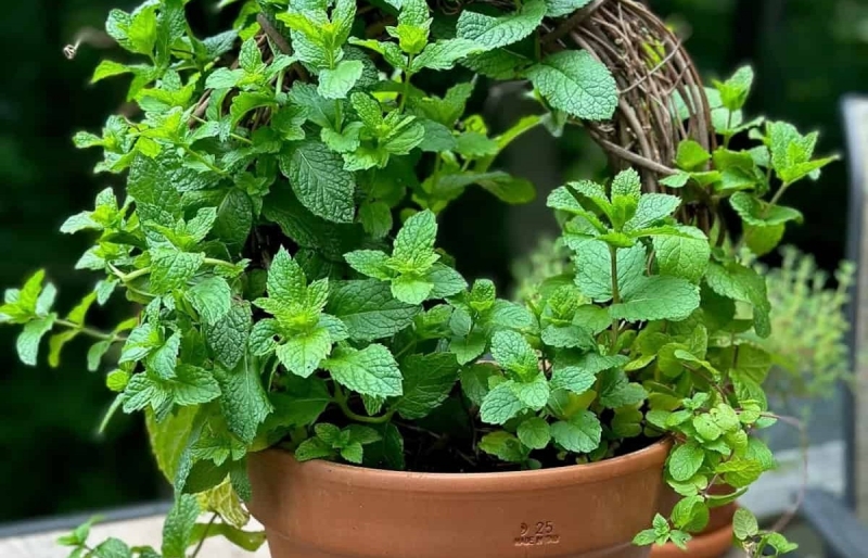 Đuổi gián hiệu quả mà an toàn với 5 loại cây phổ biến ở Việt Nam