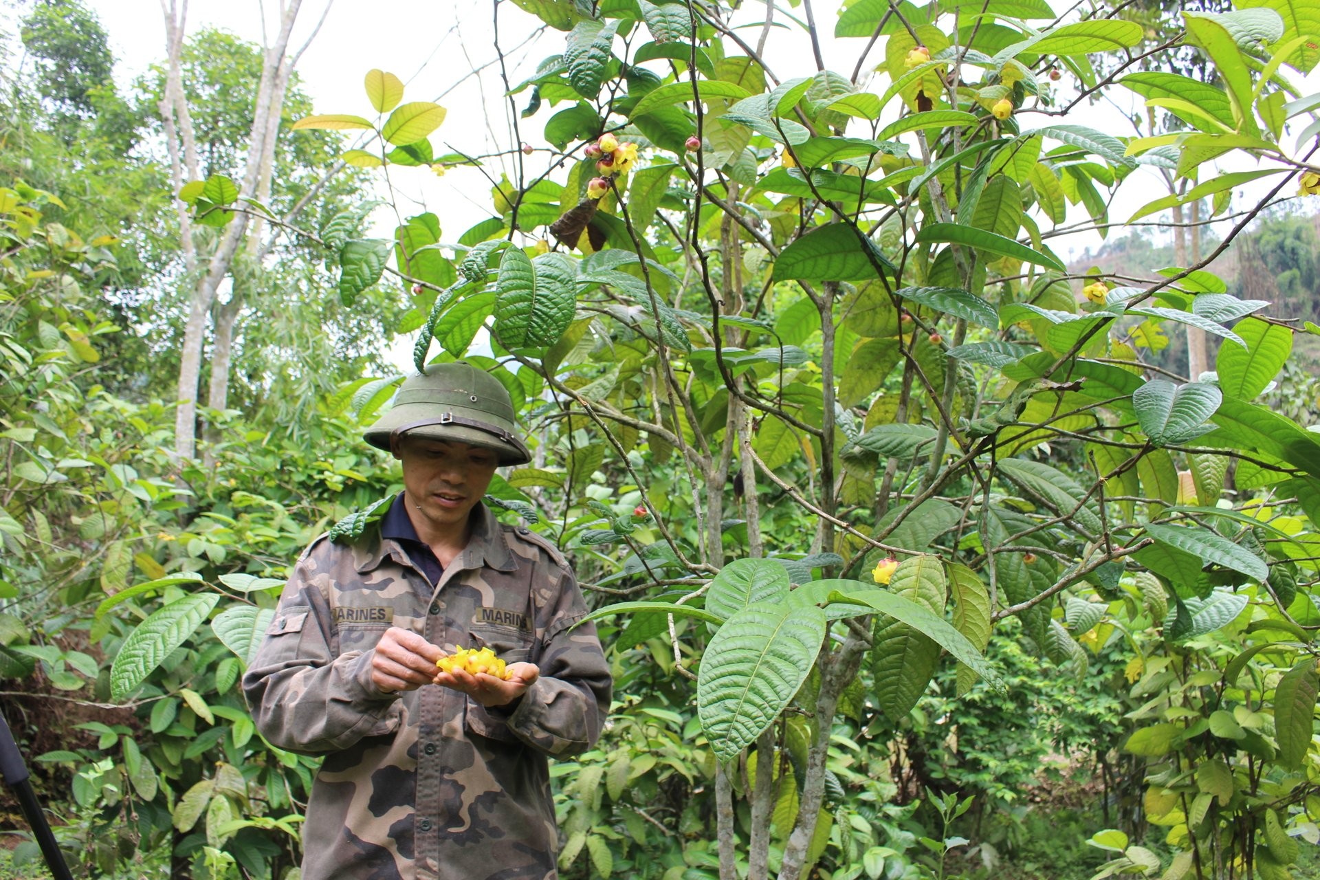 “Cây quý tộc” nở hoa vàng đang giúp nhiều hộ dân thoát nghèo ở Thái Nguyên