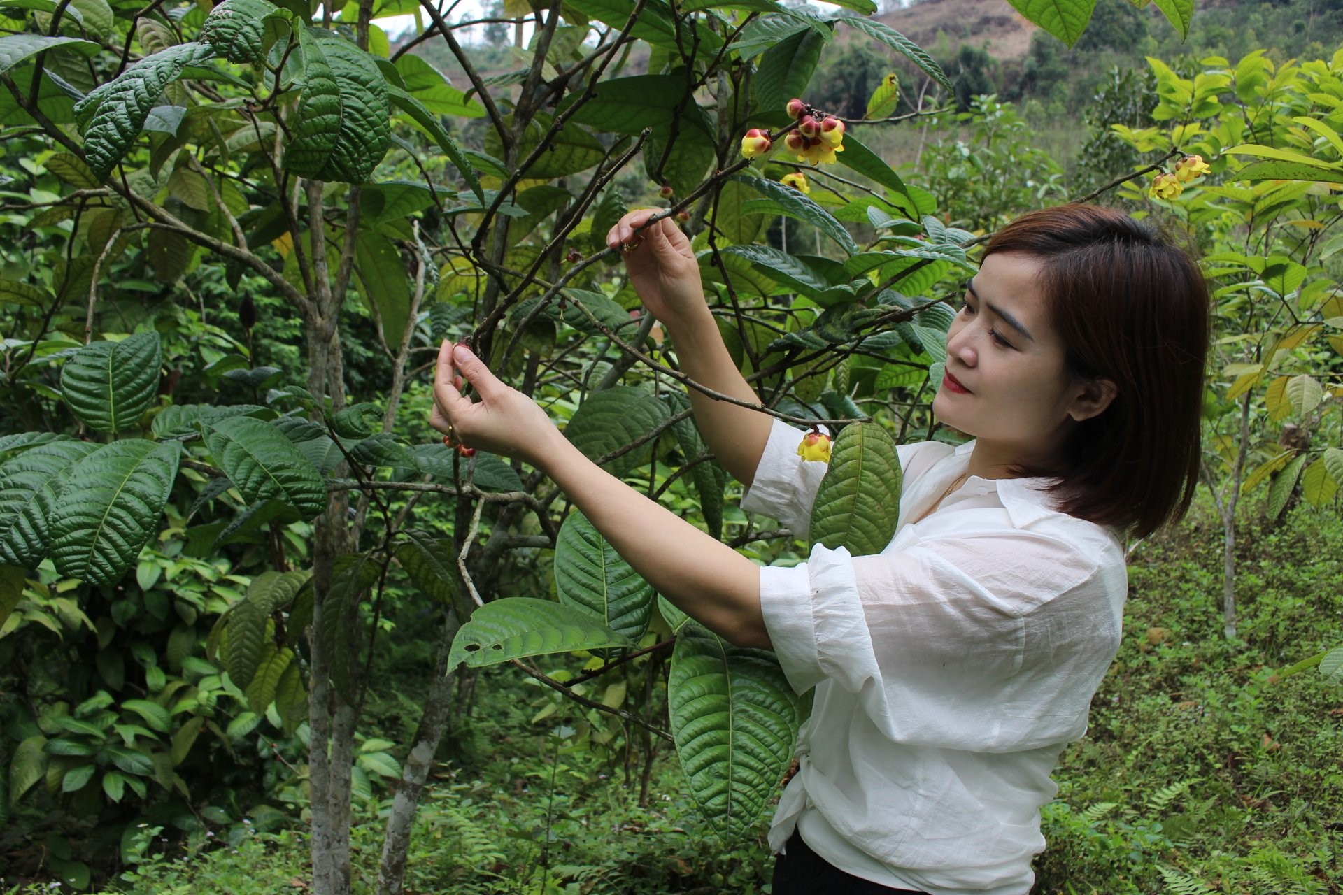 “Cây quý tộc” nở hoa vàng đang giúp nhiều hộ dân thoát nghèo ở Thái Nguyên