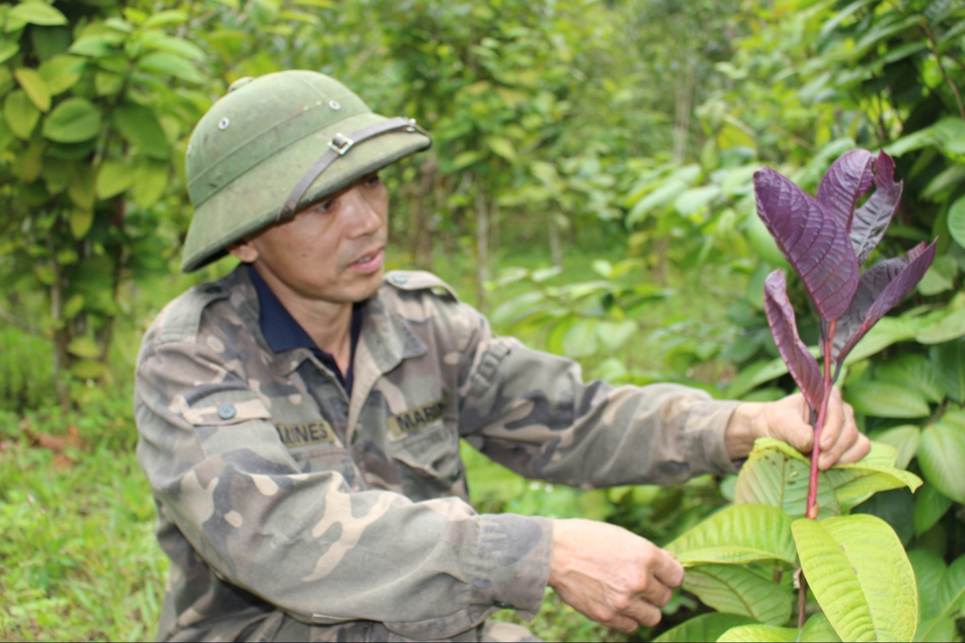 “Cây quý tộc” nở hoa vàng đang giúp nhiều hộ dân thoát nghèo ở Thái Nguyên