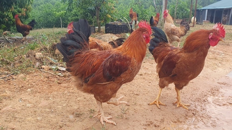 Bỏ phố về rừng, chàng trai Tày gây dựng thương hiệu gà 6 ngón Nà Vàng