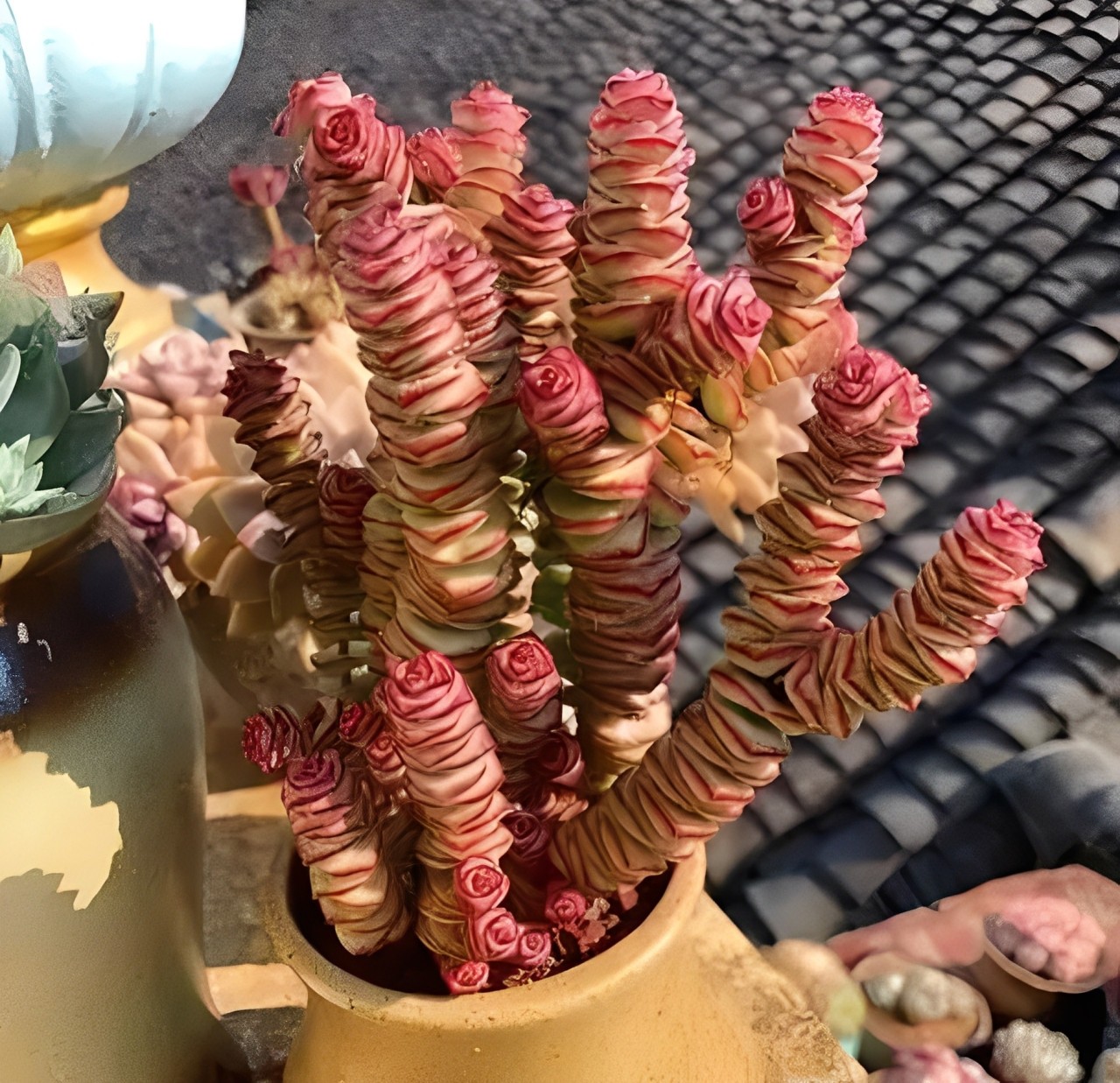 5 loại cây hút tài, giữ lộc, giới nhà giàu đặc biệt ưa chuộng 5 loại cây hút tài, giữ lộc, giới nhà giàu đặc biệt ưa chuộng