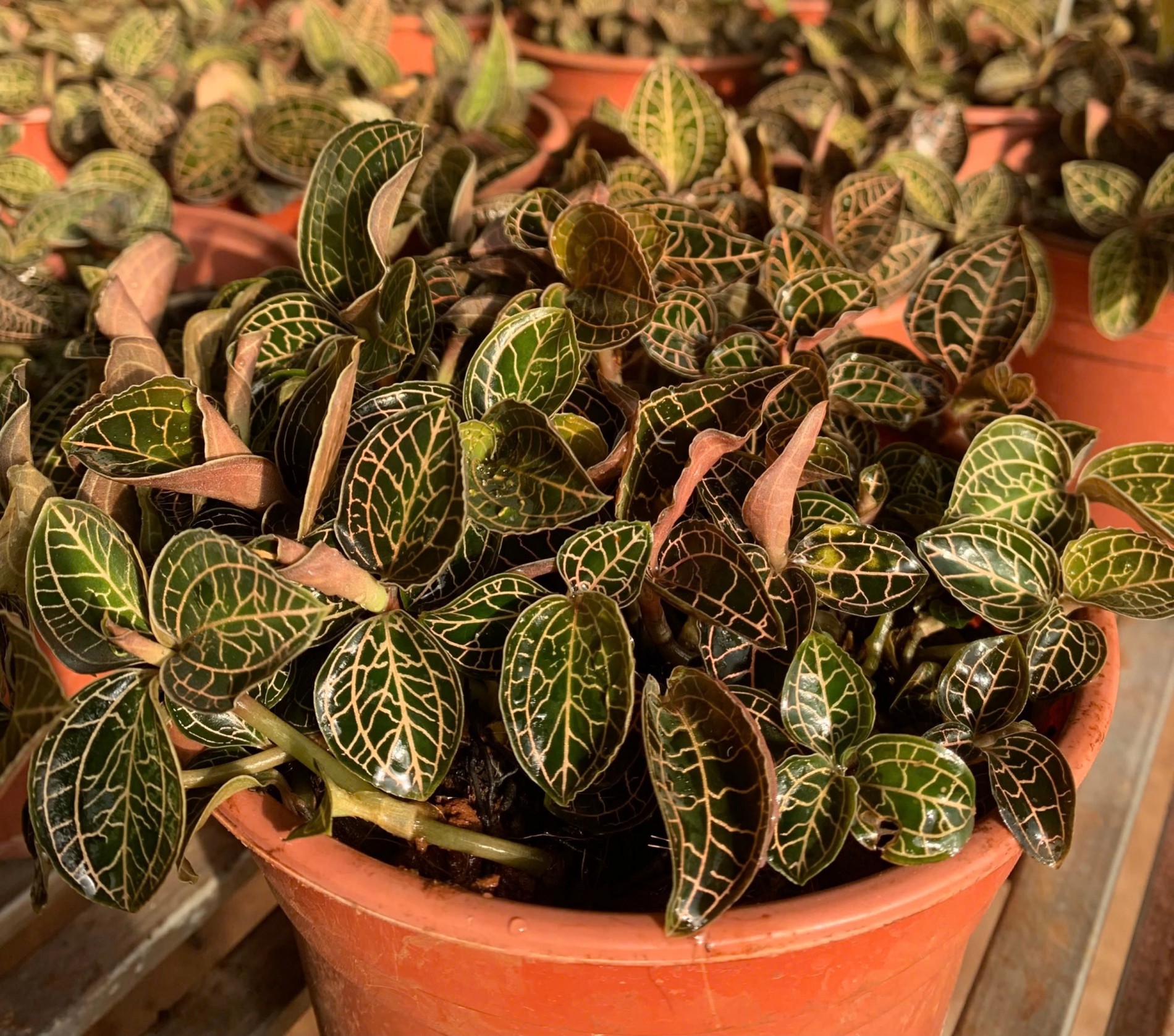 Lan Kim Tuyến – Tinh hoa từ rừng sâu, bảo vật cho sức khỏe con người