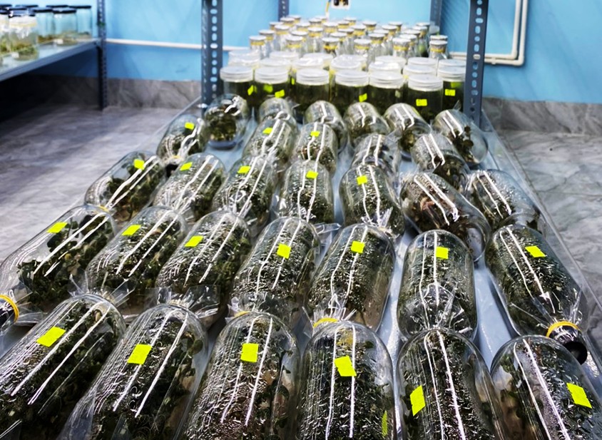 Lan Kim Tuyến – Tinh hoa từ rừng sâu, bảo vật cho sức khỏe con người