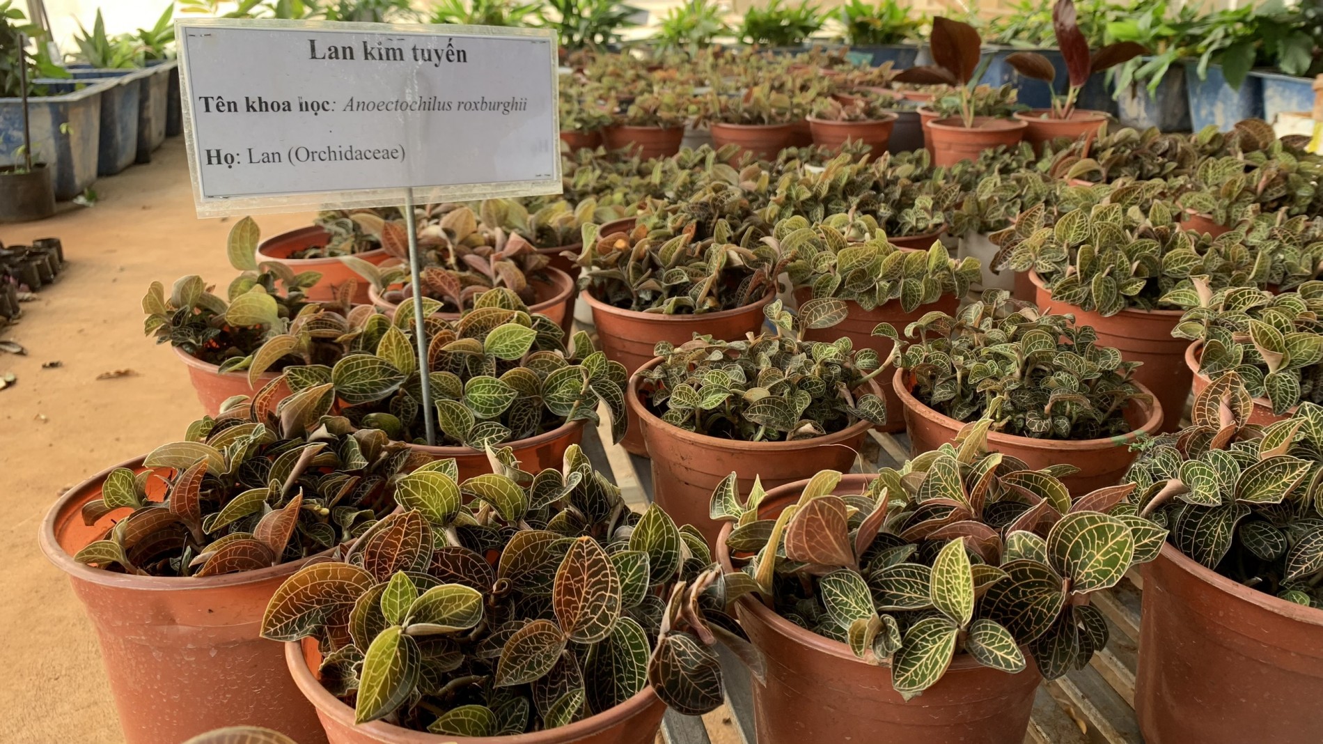 Lan Kim Tuyến – Tinh hoa từ rừng sâu, bảo vật cho sức khỏe con người