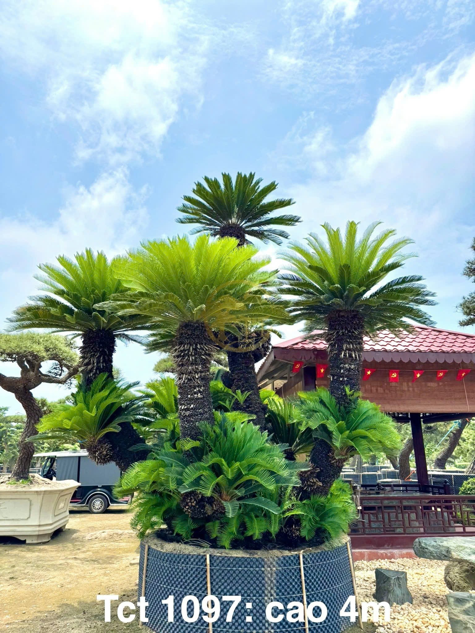 Độc đáo cây cảnh Nhật Bản ở Việt Nam Độc đáo cây cảnh Nhật Bản ở Việt Nam