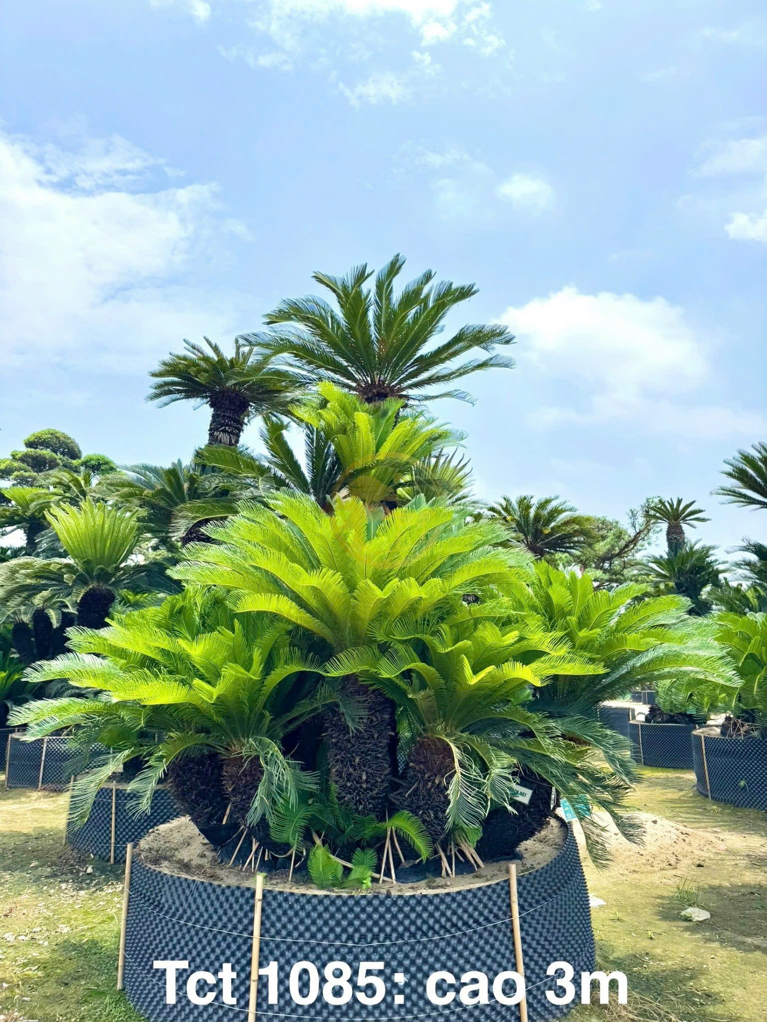 Độc đáo cây cảnh Nhật Bản ở Việt Nam Độc đáo cây cảnh Nhật Bản ở Việt Nam