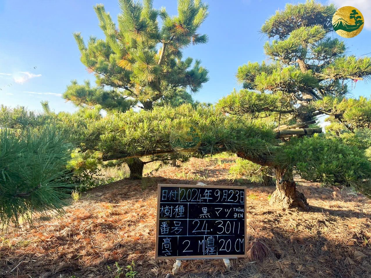 Độc đáo cây cảnh Nhật Bản ở Việt Nam Độc đáo cây cảnh Nhật Bản ở Việt Nam