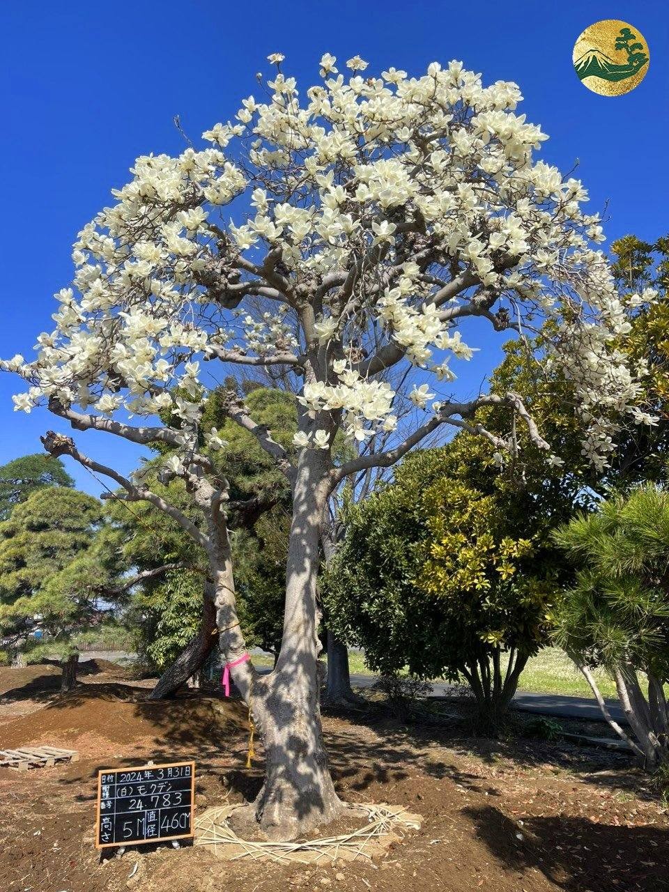 Độc đáo cây cảnh Nhật Bản ở Việt Nam Độc đáo cây cảnh Nhật Bản ở Việt Nam