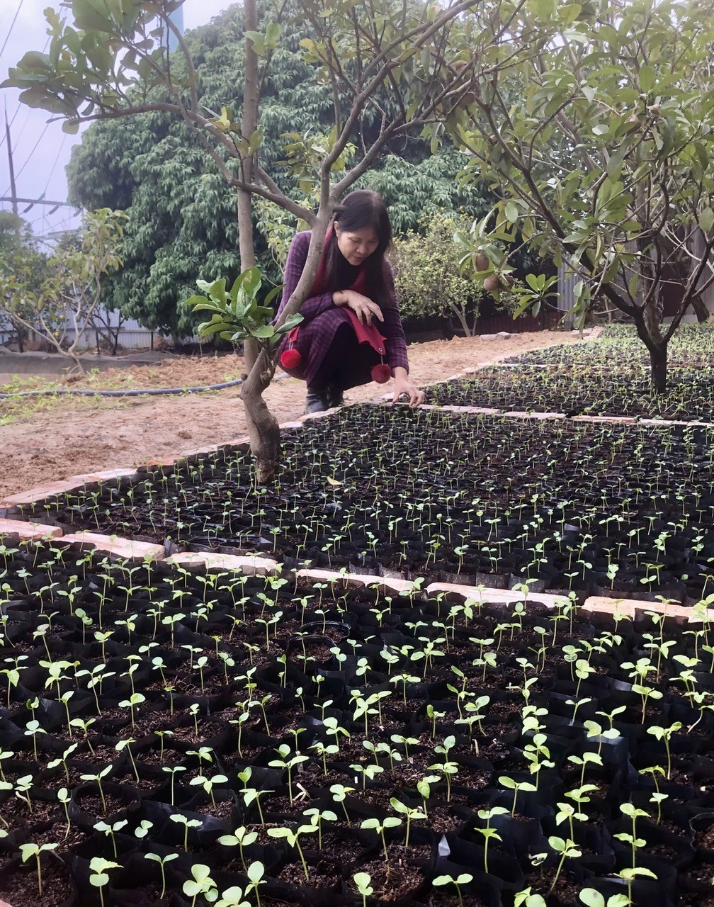 Theo bước chân rừng: Người phụ nữ kiến tạo mô hình đa tầng dược liệu bền vững Theo bước chân rừng: Người phụ nữ kiến tạo mô hình đa tầng dược liệu bền vững