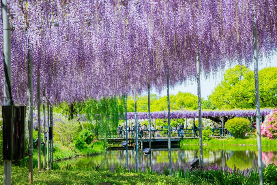 3 loại cây càng trồng càng sang, được giới chơi cảnh ưa chuộng vì bền đẹp 3 loại cây càng trồng càng sang, được giới chơi cảnh ưa chuộng vì bền đẹp