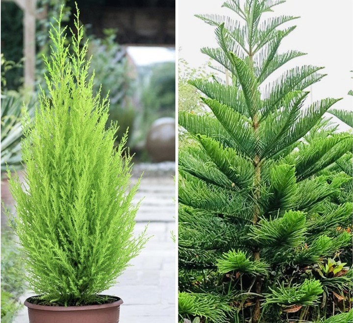 3 loại cây càng trồng càng sang, được giới chơi cảnh ưa chuộng vì bền đẹp 3 loại cây càng trồng càng sang, được giới chơi cảnh ưa chuộng vì bền đẹp