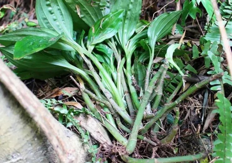 Cây dại tưởng bỏ đi, ra nước ngoài bán tiền triệu Cây dại tưởng bỏ đi, ra nước ngoài bán tiền triệu