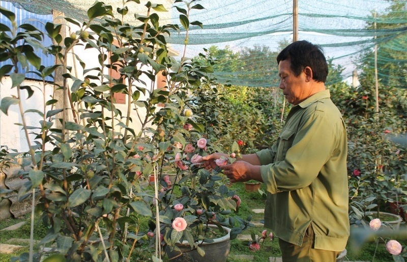 An Dương, Hải Phòng gìn giữ làng nghề hoa – cây cảnh giữa áp lực đô thị hóa