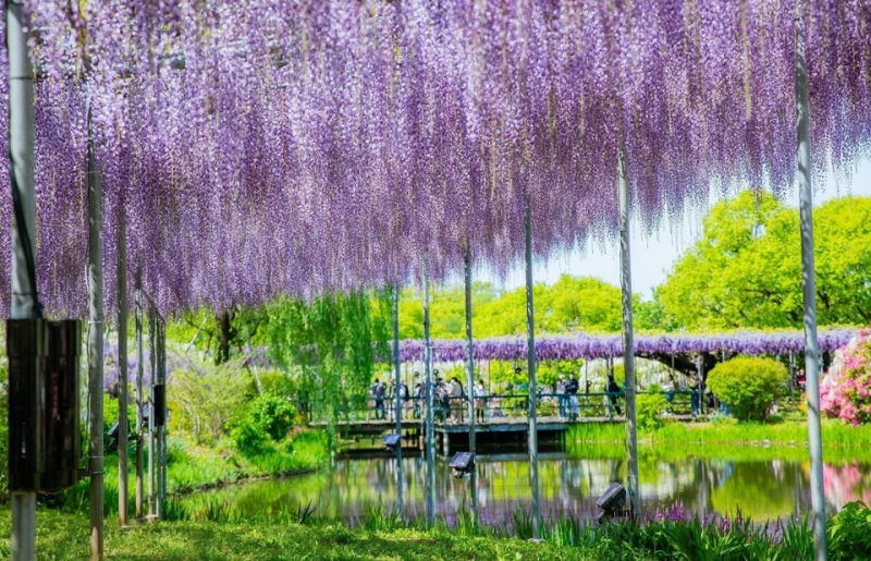 3 loại cây càng trồng càng sang, được giới chơi cảnh ưa chuộng vì bền đẹp