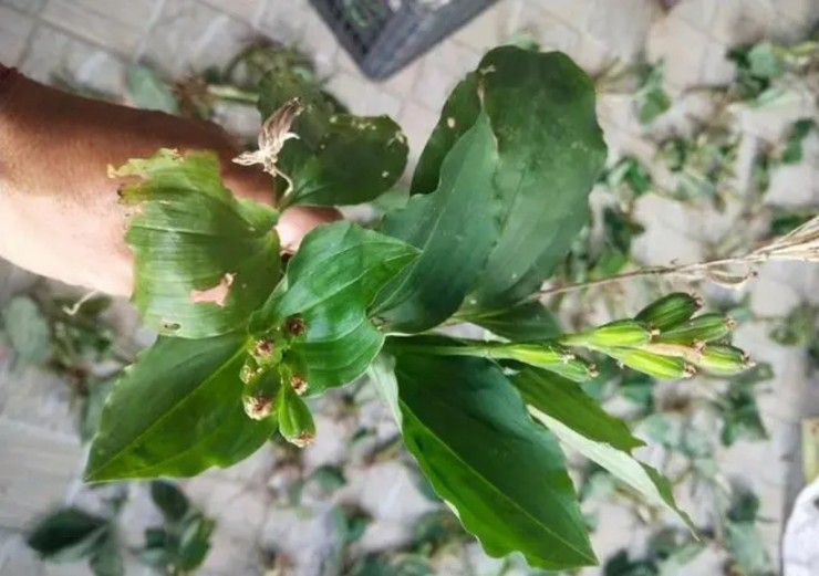 Cây dại tưởng bỏ đi, ra nước ngoài bán tiền triệu Cây dại tưởng bỏ đi, ra nước ngoài bán tiền triệu