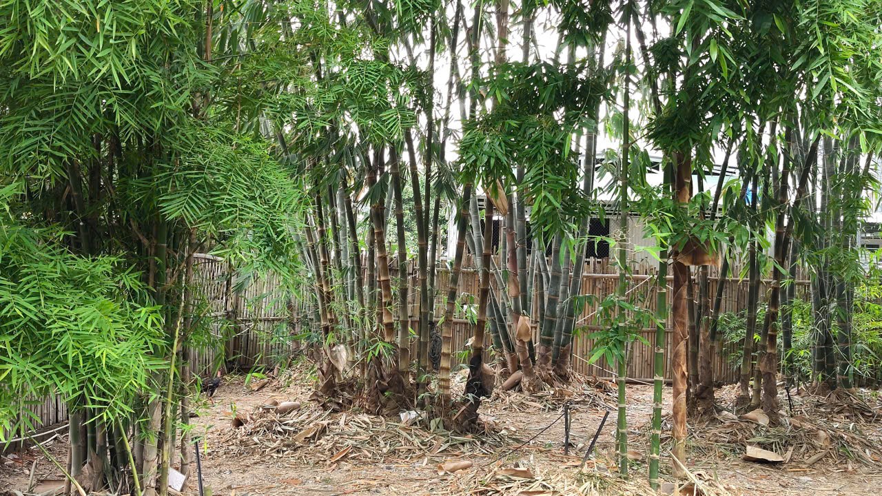 Đột phá vật liệu bền gấp 3 lần thép: Câu chuyện về loại tre có độ đàn hồi kỳ diệu Đột phá vật liệu bền gấp 3 lần thép: Câu chuyện về loại tre có độ đàn hồi kỳ diệu