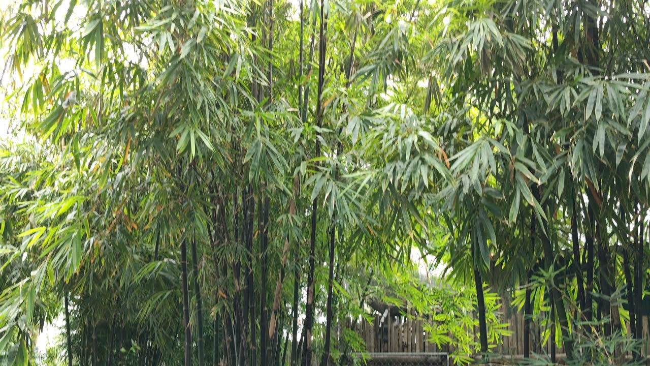 Đột phá vật liệu bền gấp 3 lần thép: Câu chuyện về loại tre có độ đàn hồi kỳ diệu Đột phá vật liệu bền gấp 3 lần thép: Câu chuyện về loại tre có độ đàn hồi kỳ diệu