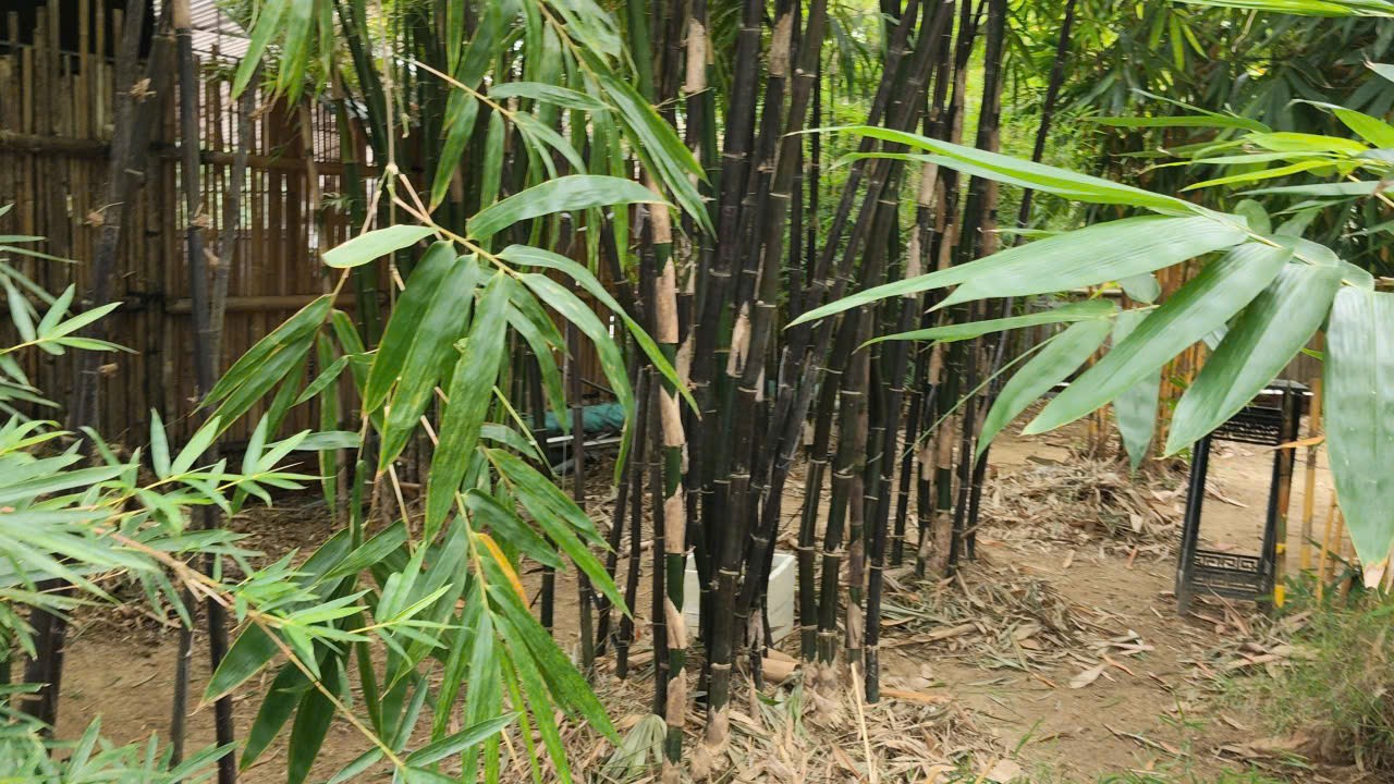 Đột phá vật liệu bền gấp 3 lần thép: Câu chuyện về loại tre có độ đàn hồi kỳ diệu Đột phá vật liệu bền gấp 3 lần thép: Câu chuyện về loại tre có độ đàn hồi kỳ diệu