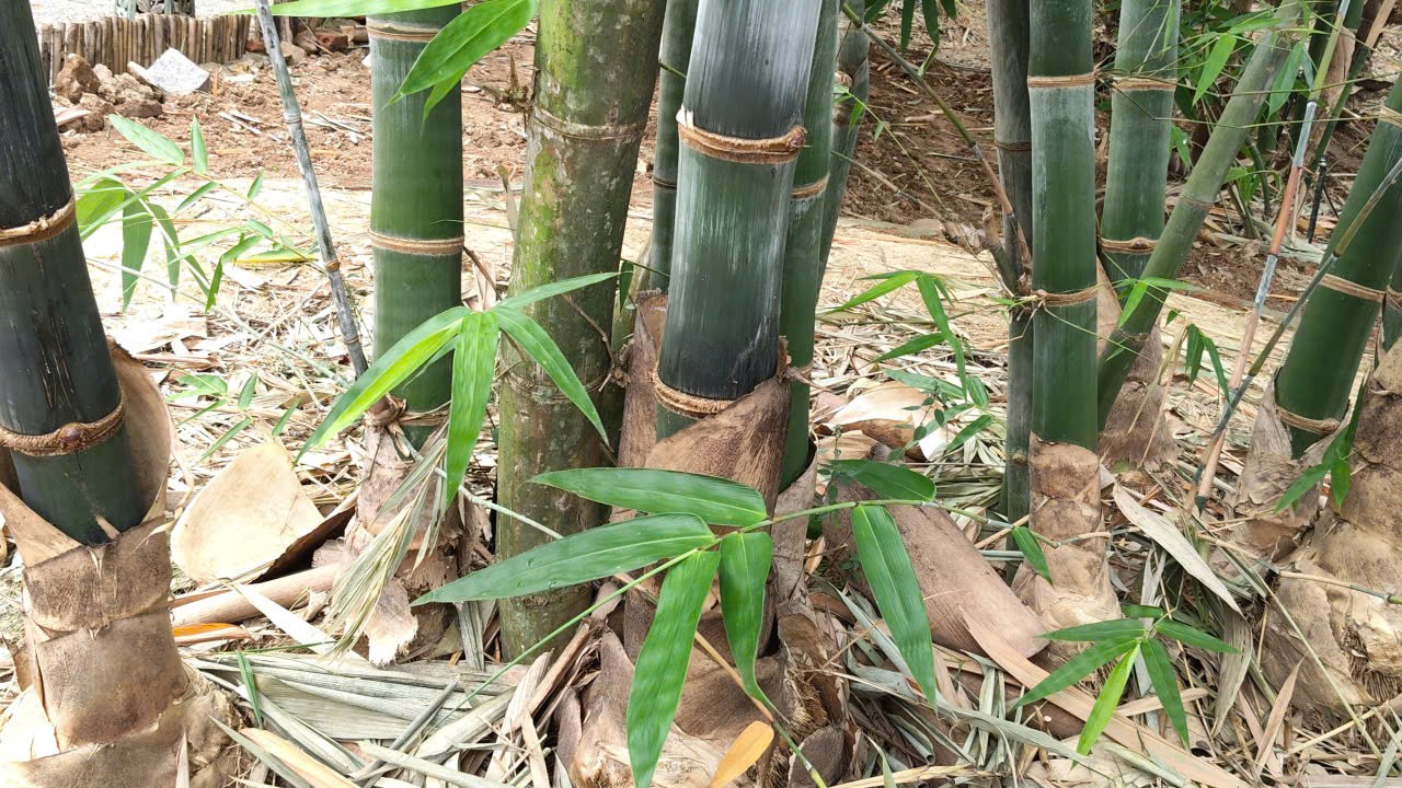 Đột phá vật liệu bền gấp 3 lần thép: Câu chuyện về loại tre có độ đàn hồi kỳ diệu Đột phá vật liệu bền gấp 3 lần thép: Câu chuyện về loại tre có độ đàn hồi kỳ diệu