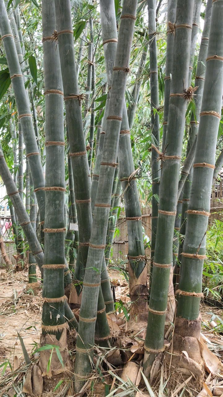 Đột phá vật liệu bền gấp 3 lần thép: Câu chuyện về loại tre có độ đàn hồi kỳ diệu Đột phá vật liệu bền gấp 3 lần thép: Câu chuyện về loại tre có độ đàn hồi kỳ diệu