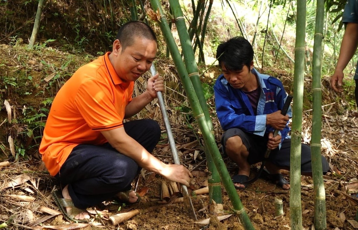 Thứ cây "hái ra tiền" ở Thái Nguyên: Cơ hội làm giàu hay rủi ro khi trồng ồ ạt?