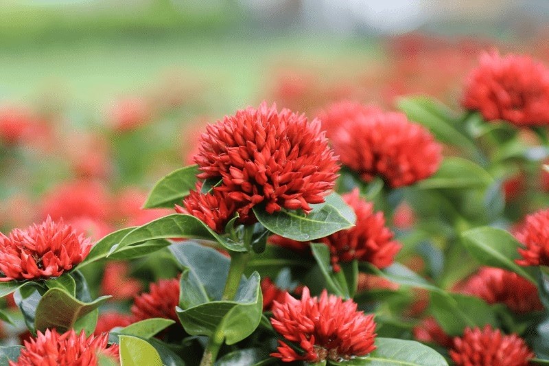 Truyện ngắn Mẫu đơn