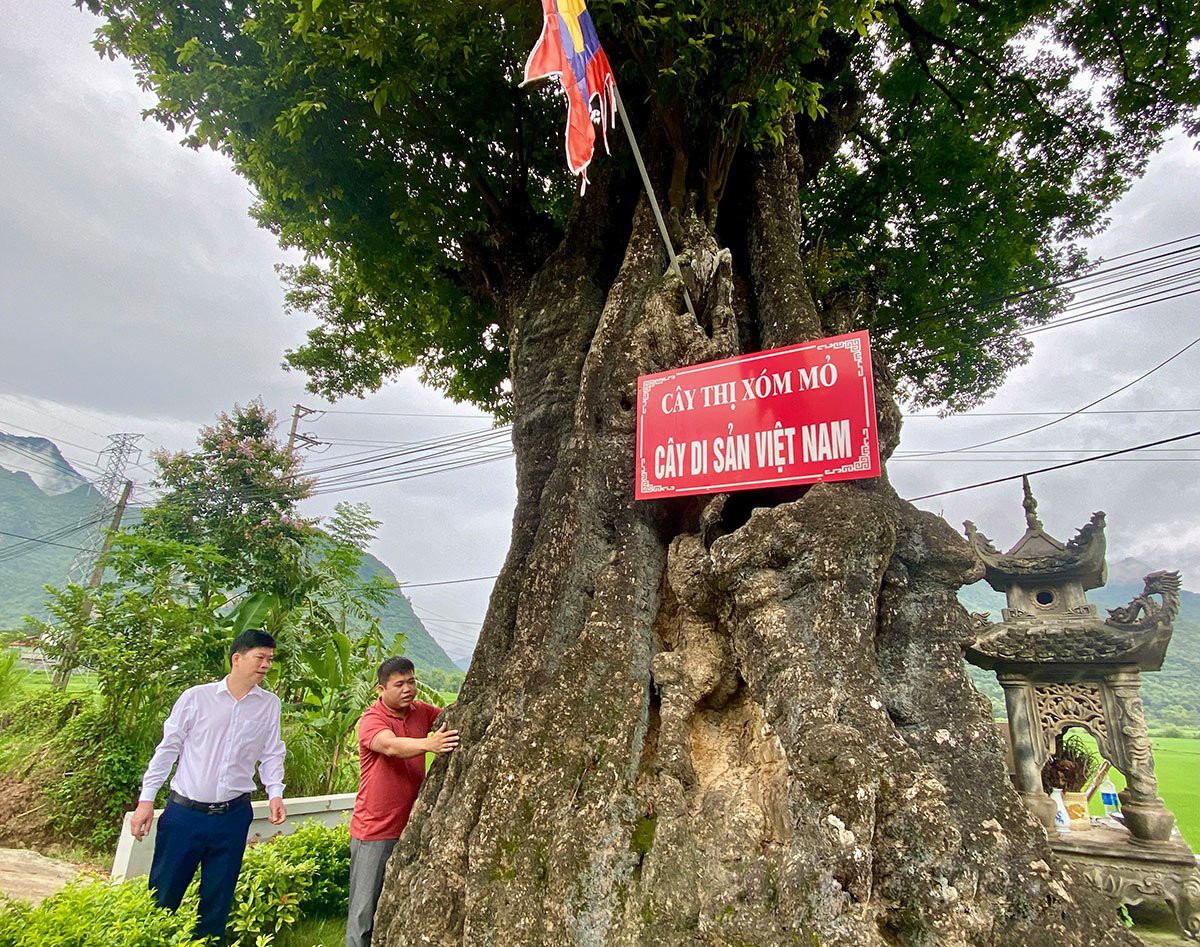 Cây cổ thụ khổng lồ ở Phú Thọ: “Thượng thọ” hàng nghìn năm, vẫn xanh tốt và sai quả thơm ngát làng Cây cổ thụ khổng lồ ở Phú Thọ: “Thượng thọ” hàng nghìn năm, vẫn xanh tốt và sai quả thơm ngát làng
