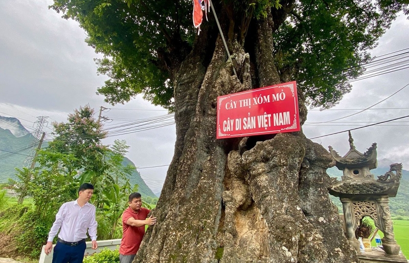 Cây cổ thụ khổng lồ ở Phú Thọ: “Thượng thọ” hàng nghìn năm, vẫn xanh tốt và sai quả thơm ngát làng