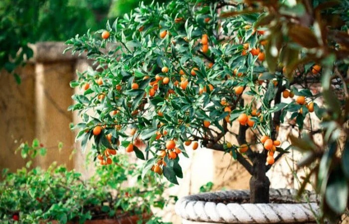 4 loài cây mang năng lượng cát lành, hút tài lộc và giúp gia chủ khỏe mạnh quanh năm