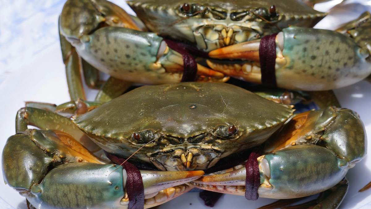 Cà Mau xây dựng chuỗi giá trị ngành cua, hướng tới xuất khẩu bền vững Cà Mau xây dựng chuỗi giá trị ngành cua, hướng tới xuất khẩu bền vững