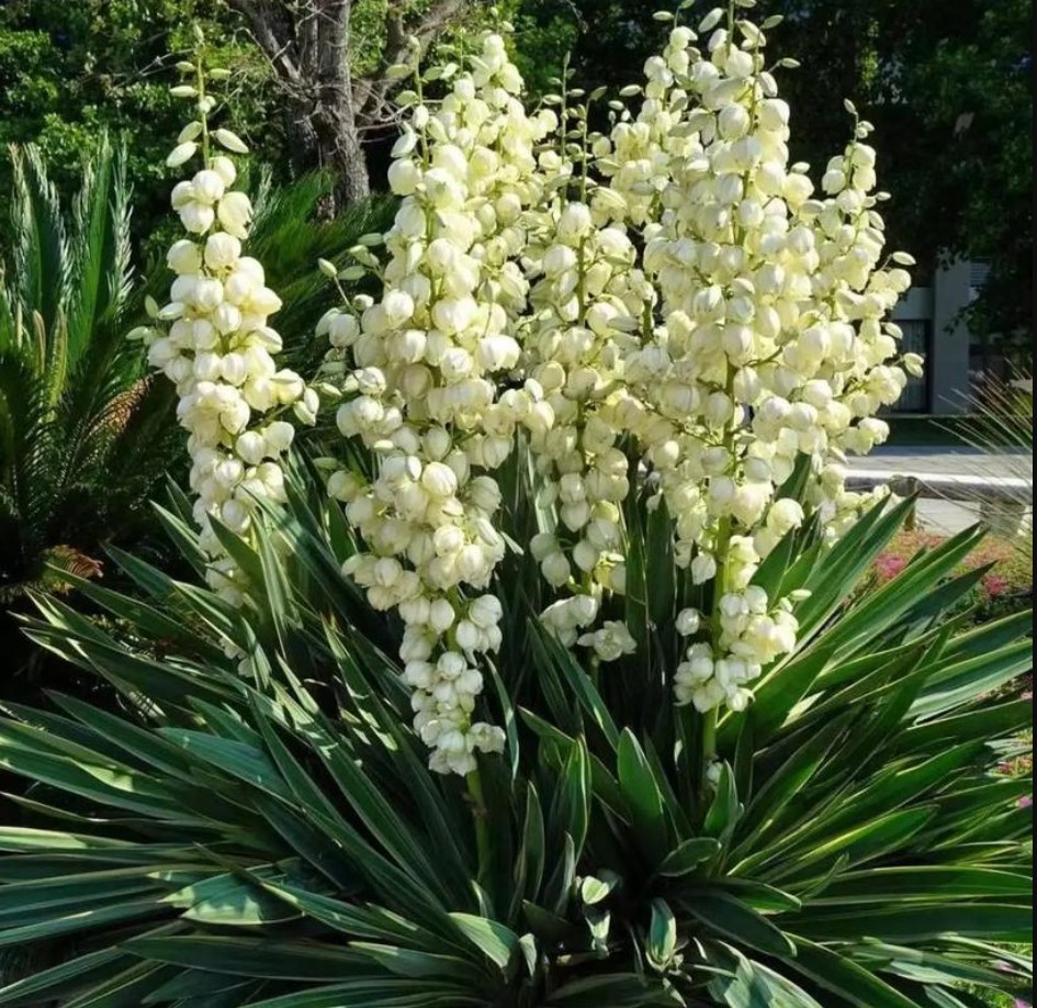 Phong thủy trong sân vườn: Dứa Nam Mỹ giúp gia chủ bình an, sự nghiệp hanh thông Phong thủy trong sân vườn: Dứa Nam Mỹ giúp gia chủ bình an, sự nghiệp hanh thông