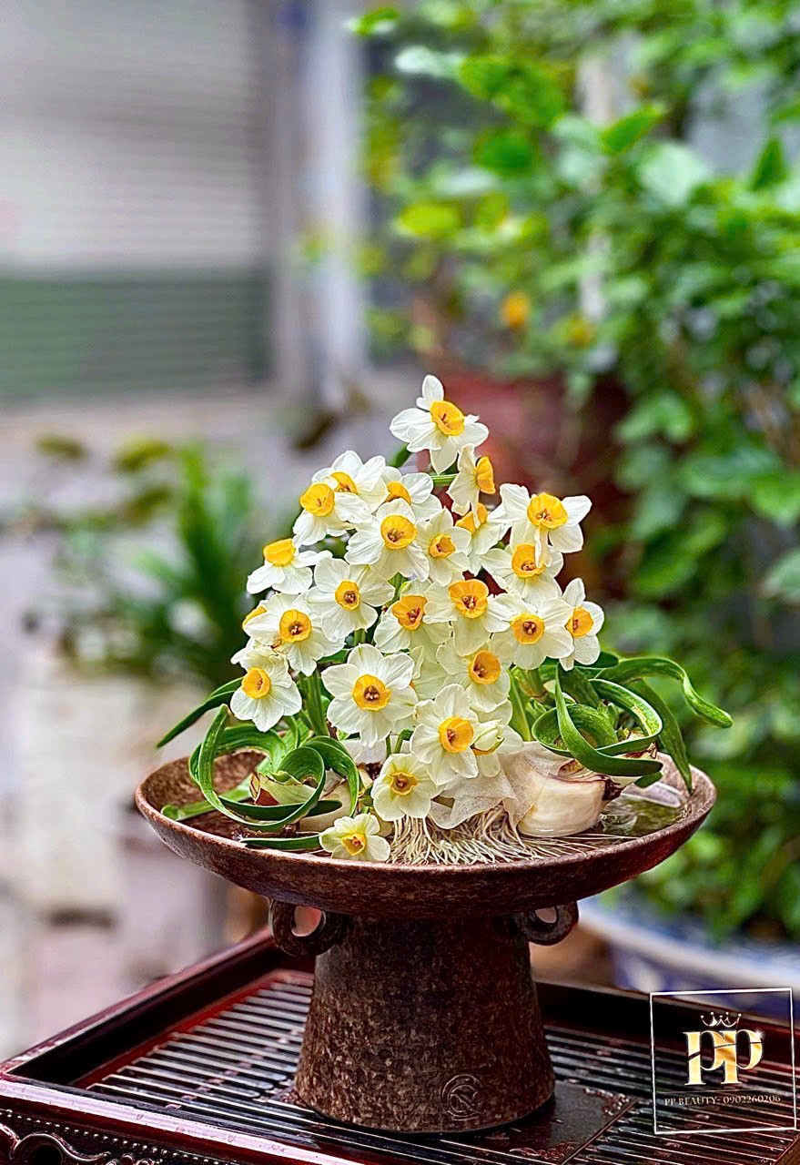 Người đánh thức vẻ đẹp sắc hương đạm nhã của hoa Thủy Tiên Người đánh thức vẻ đẹp sắc hương đạm nhã của hoa Thủy Tiên