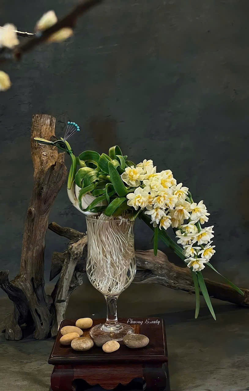 Người đánh thức vẻ đẹp sắc hương đạm nhã của hoa Thủy Tiên Người đánh thức vẻ đẹp sắc hương đạm nhã của hoa Thủy Tiên