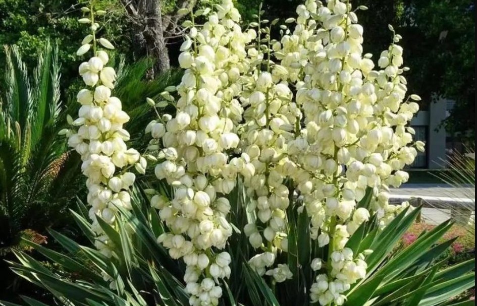 Phong thủy trong sân vườn: Dứa Nam Mỹ giúp gia chủ bình an, sự nghiệp hanh thông